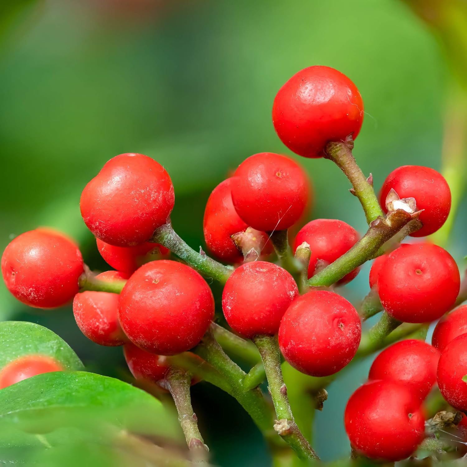 heirloom red wintergreen fruit for planting Fruit Seeds
