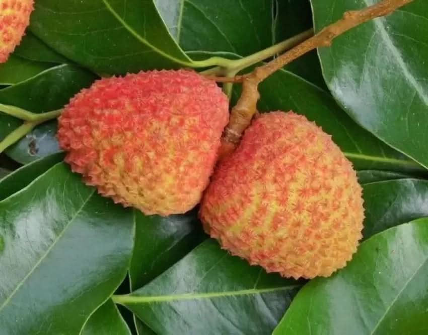 orange litchi fruit for planting rich in sweetness ideal home garden heirloom Fruit seeds