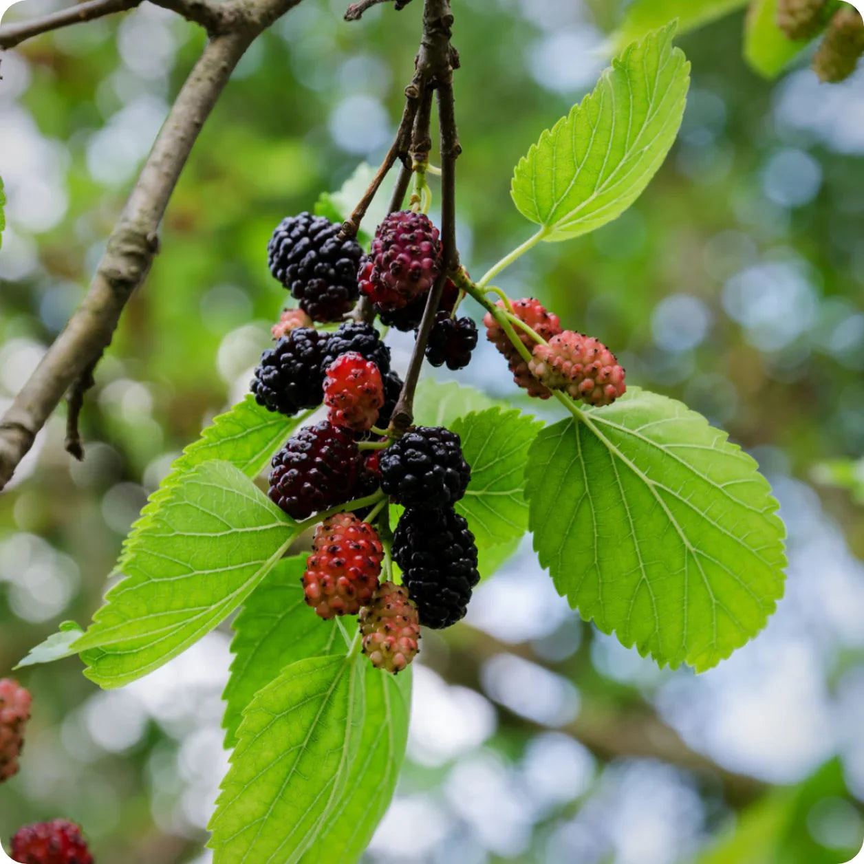Mulberry Tree Grow Your Own Fruit Seeds