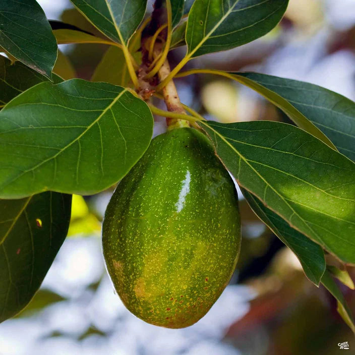 Zutano Avocado Fruit Grow Avocados In Cooler Climates Heirloom Fruit Seeds