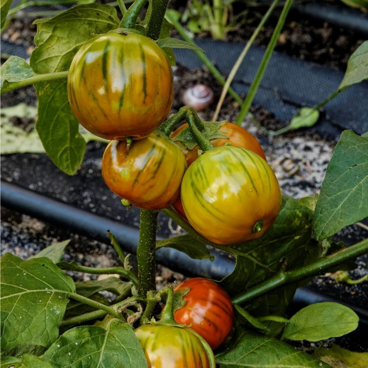 Egg Plant Sweet Orange Color Fruit Seeds