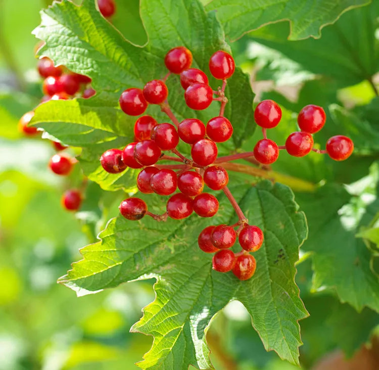 red ilex opaca fruit hardy shrubs Fruit Seeds