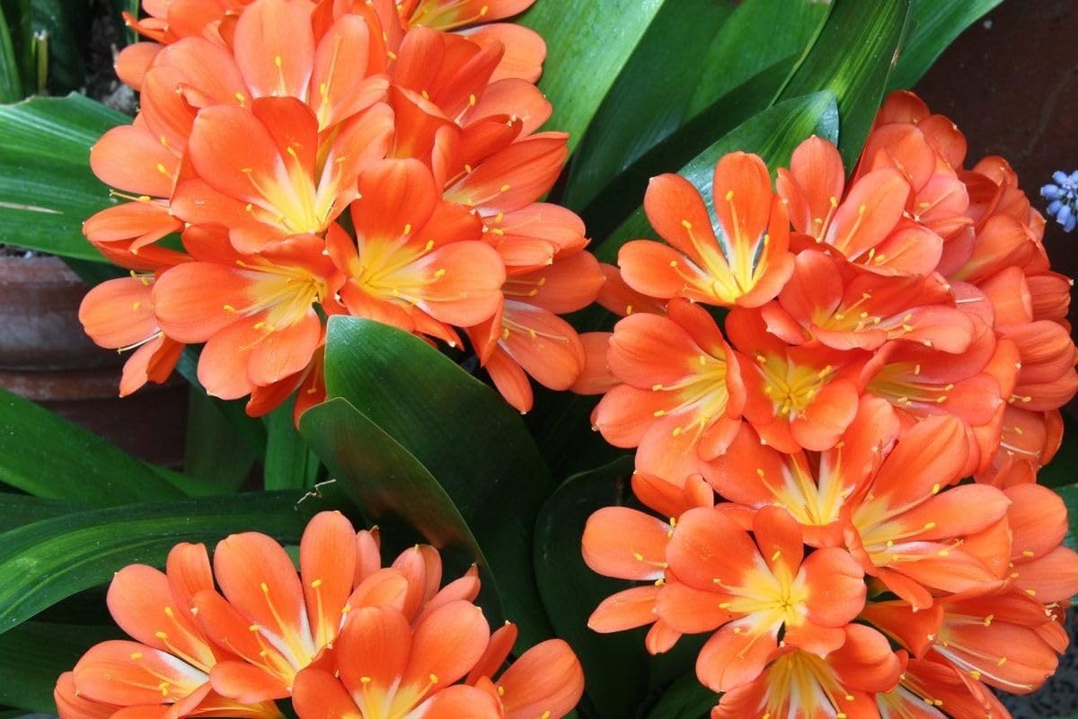 Orange Clivia miniata Flower Seeds
