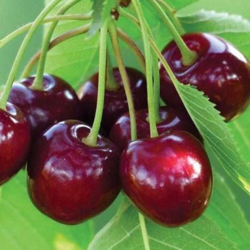 Barry S Cherry Fruit For Cultivating Sweet Juicy Cherries For Backyard Fruit Seeds