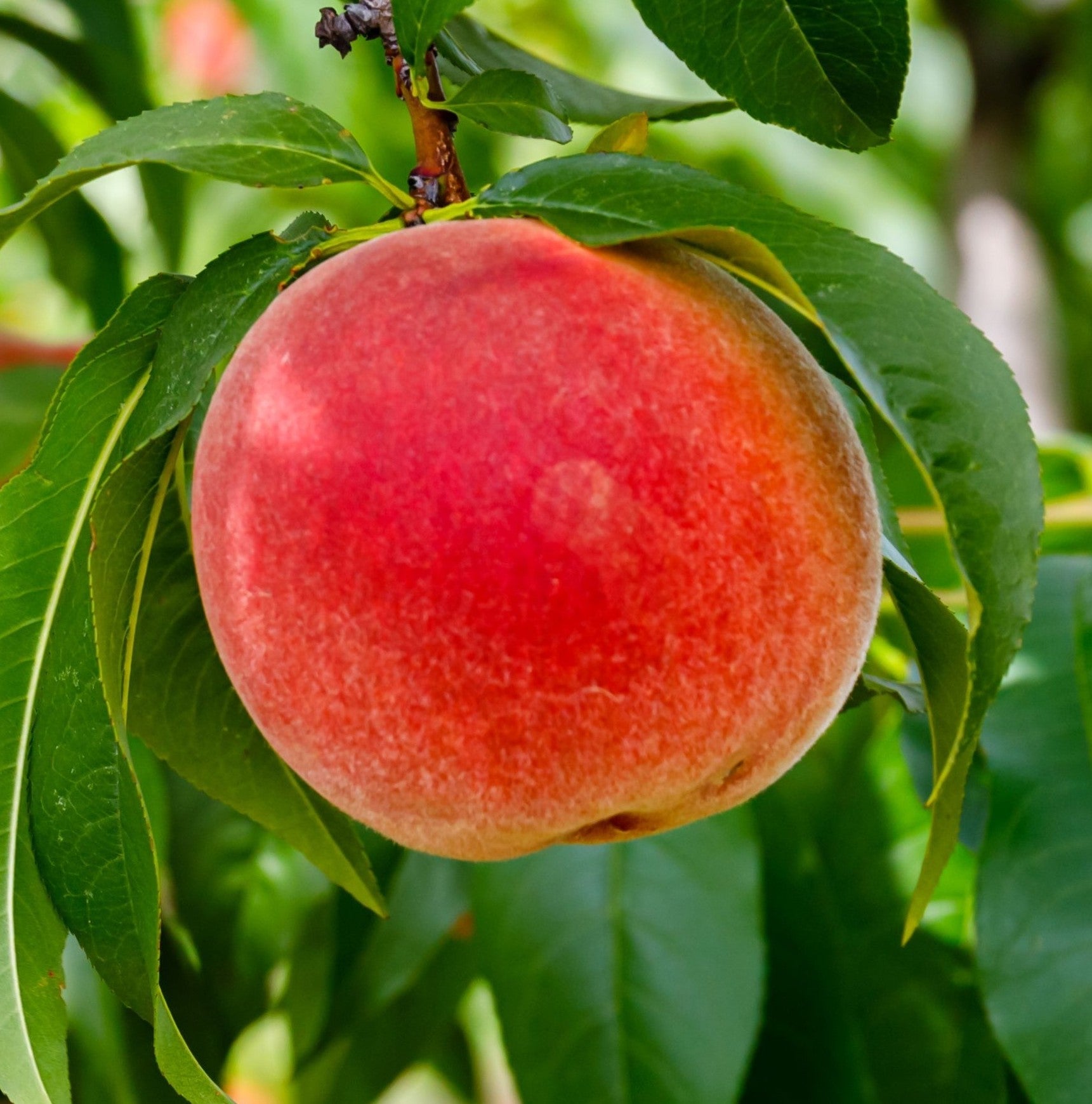 Arctic Supreme Peach Fruit Sweet Juicy Peaches Gmo Free Fruit Seeds