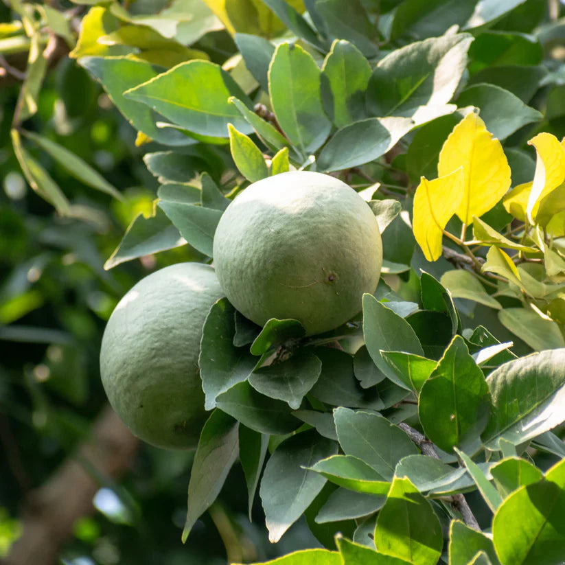 Rare Aegle Marmelos Grow This Fruit Seeds