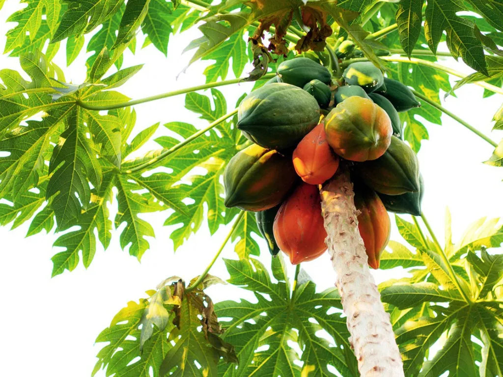 burgundy papaya fruit for planting ideal Fruit Seeds