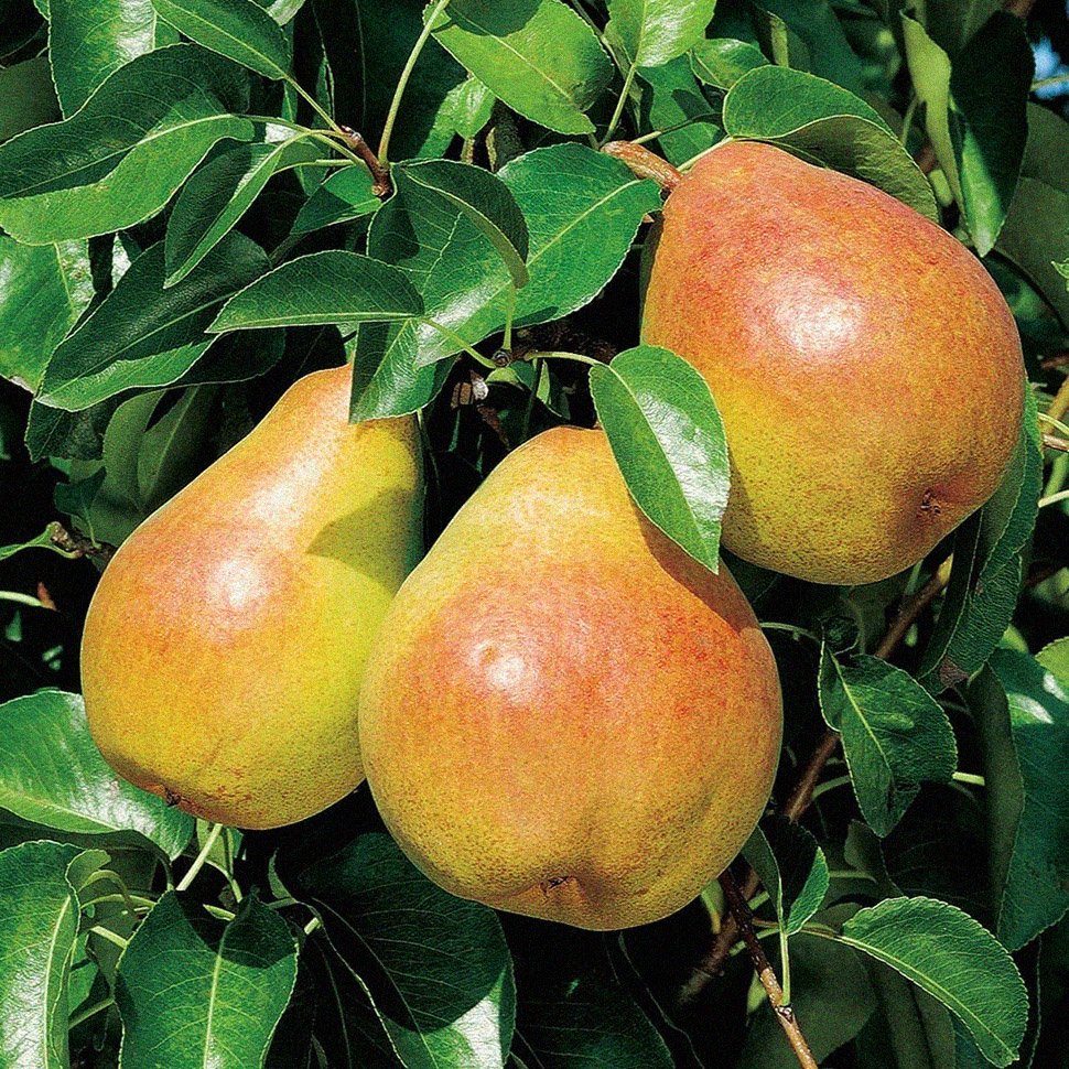 British Columbia Fruit Robust And Hardy Trees Fruit Seeds