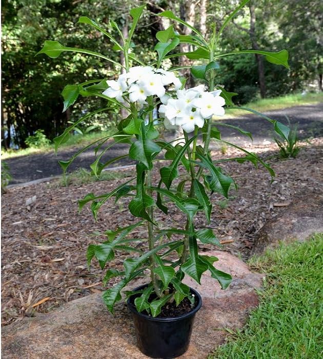 White Giant Plumeria Flower Seeds for Planting and Growing Exotic Flowering Plants for Colorful - Heirloom Non GMO High