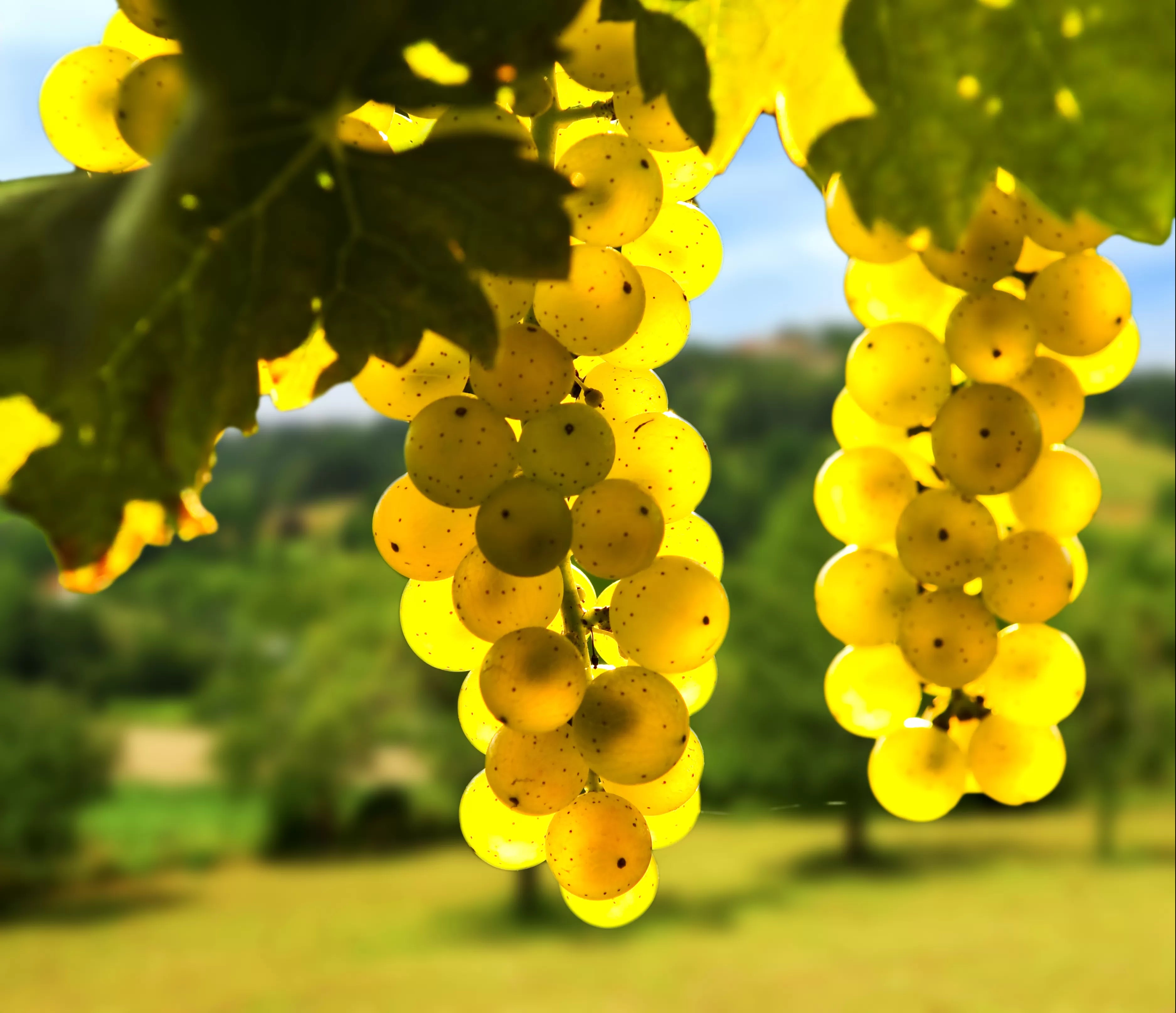 Grape Yellow Fruit Seeds