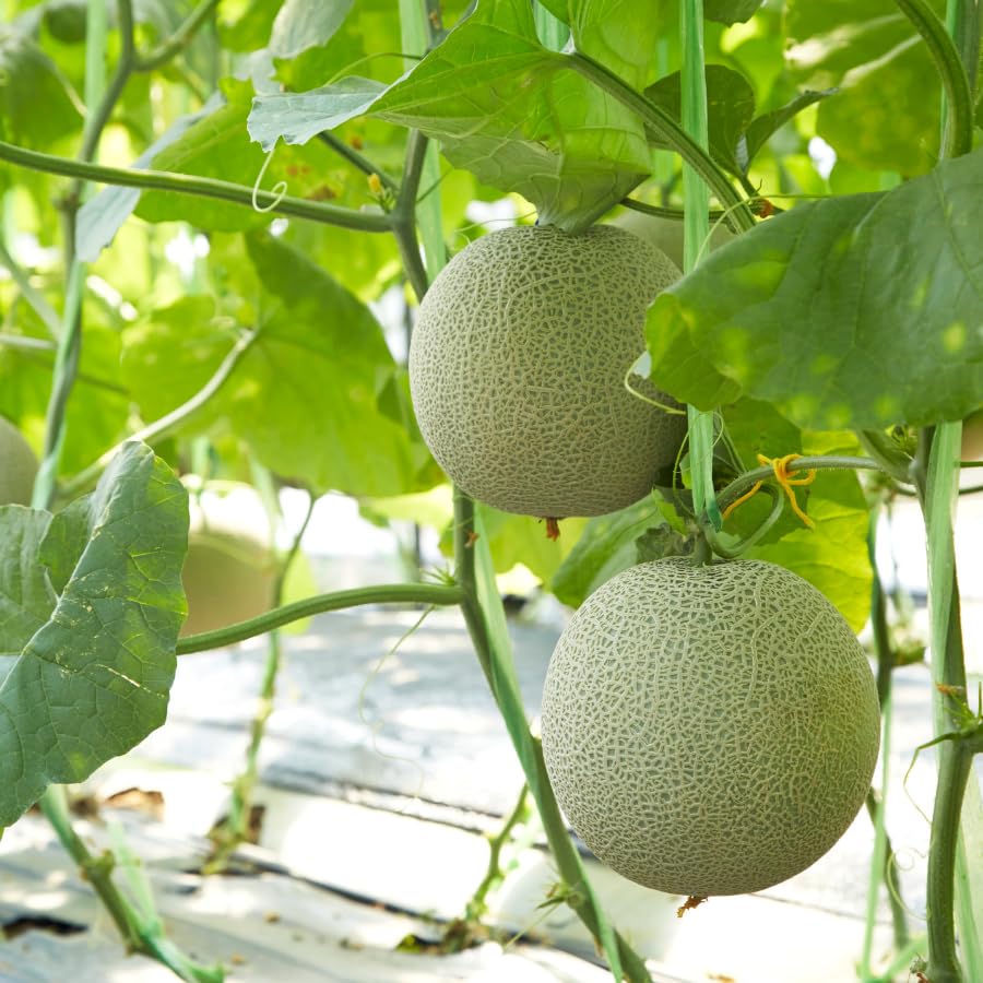 Muskmelon Cucumis Melo Sweet Refreshing Fruit Seeds