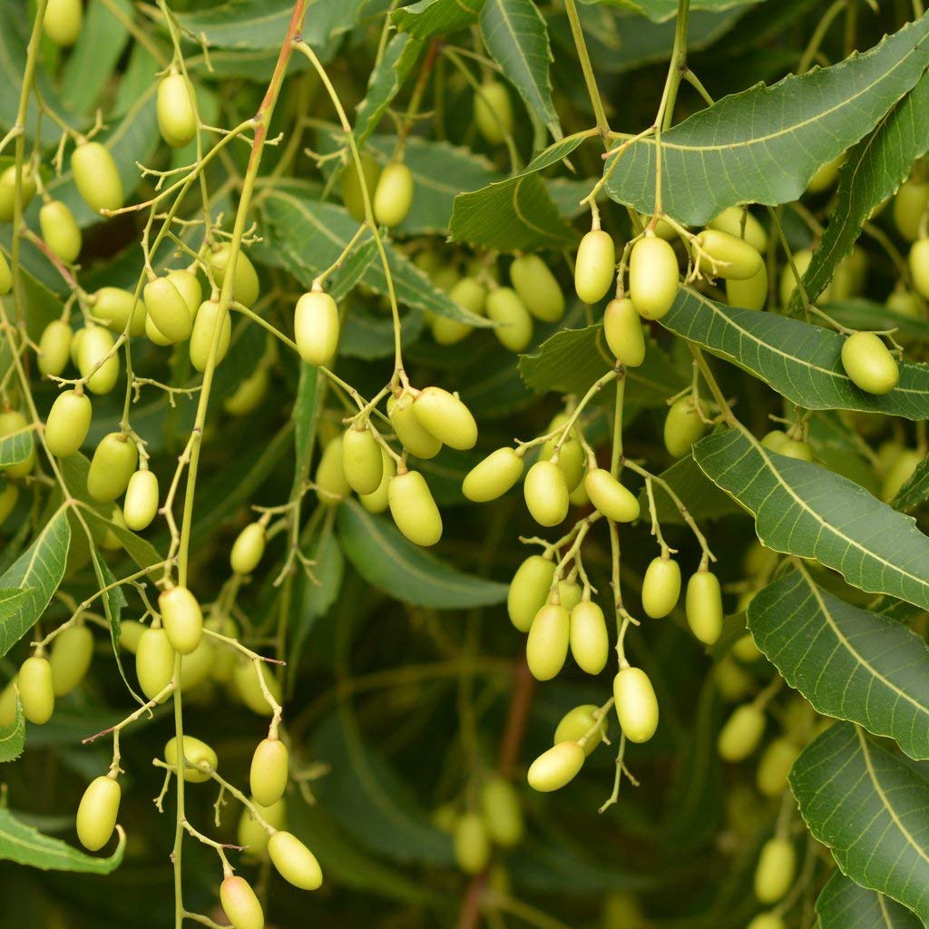 Azadirachta Fruit Resilient And Medicinal Trees Fruit Seeds