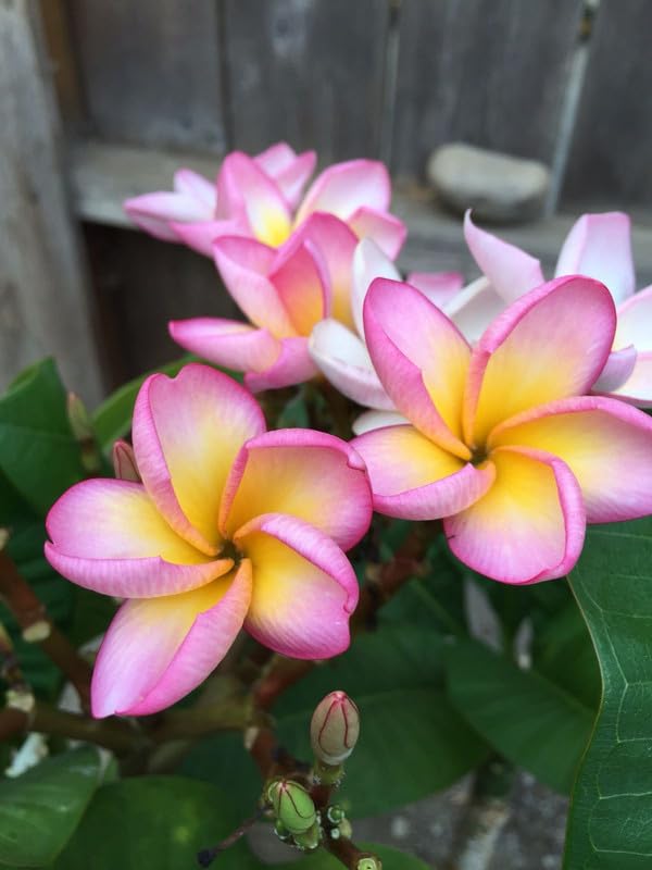 Pink Giant Plumeria Flower Seeds