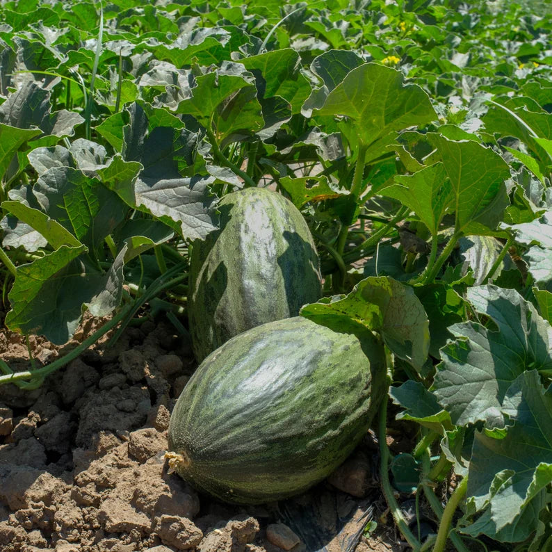 green toadskin melon fruit exotic melons Fruit Seeds