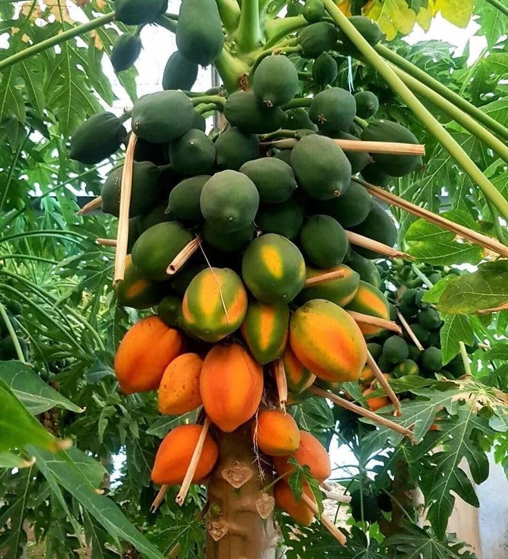 melonenbaum fruit a tree that produces Fruit Seeds