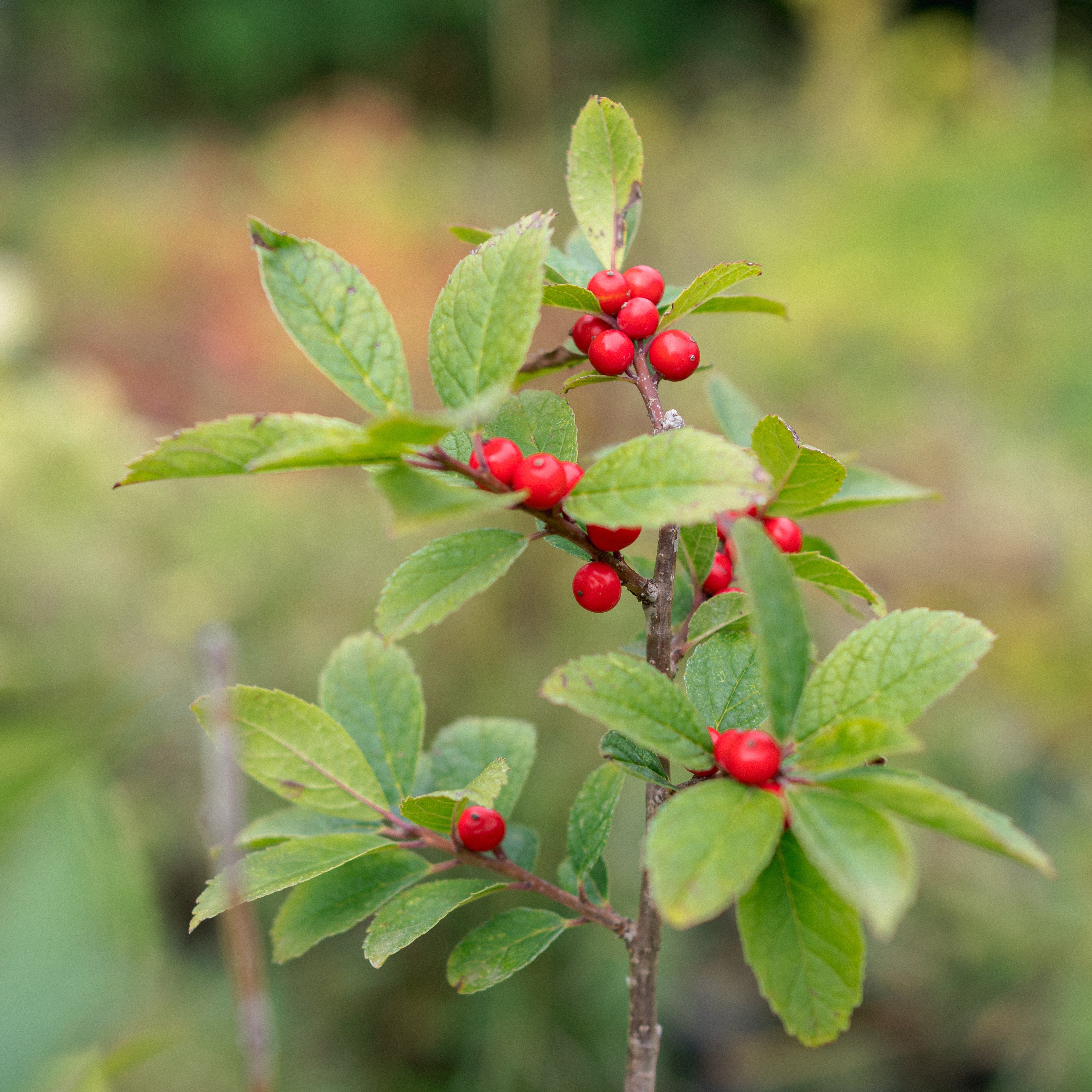 Winterberry Holly Festive Decorative Plants Fruit Seeds
