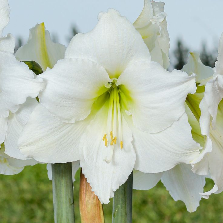 White Amaryllis Flower Seeds – Heirloom, Non GMO, High Germination Seeds