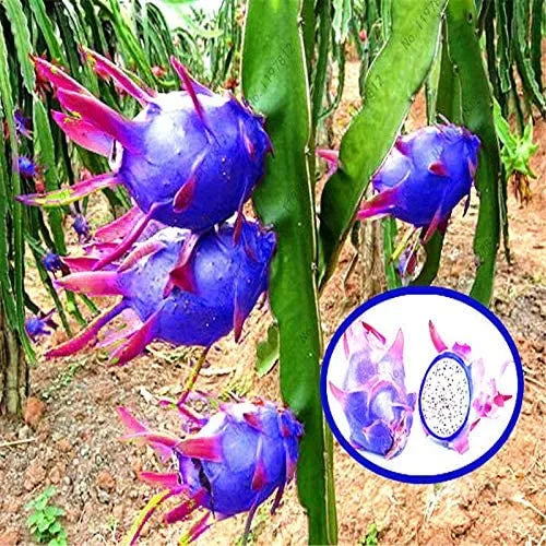 Pitaya Easy To Grow Blue Fruit Seeds