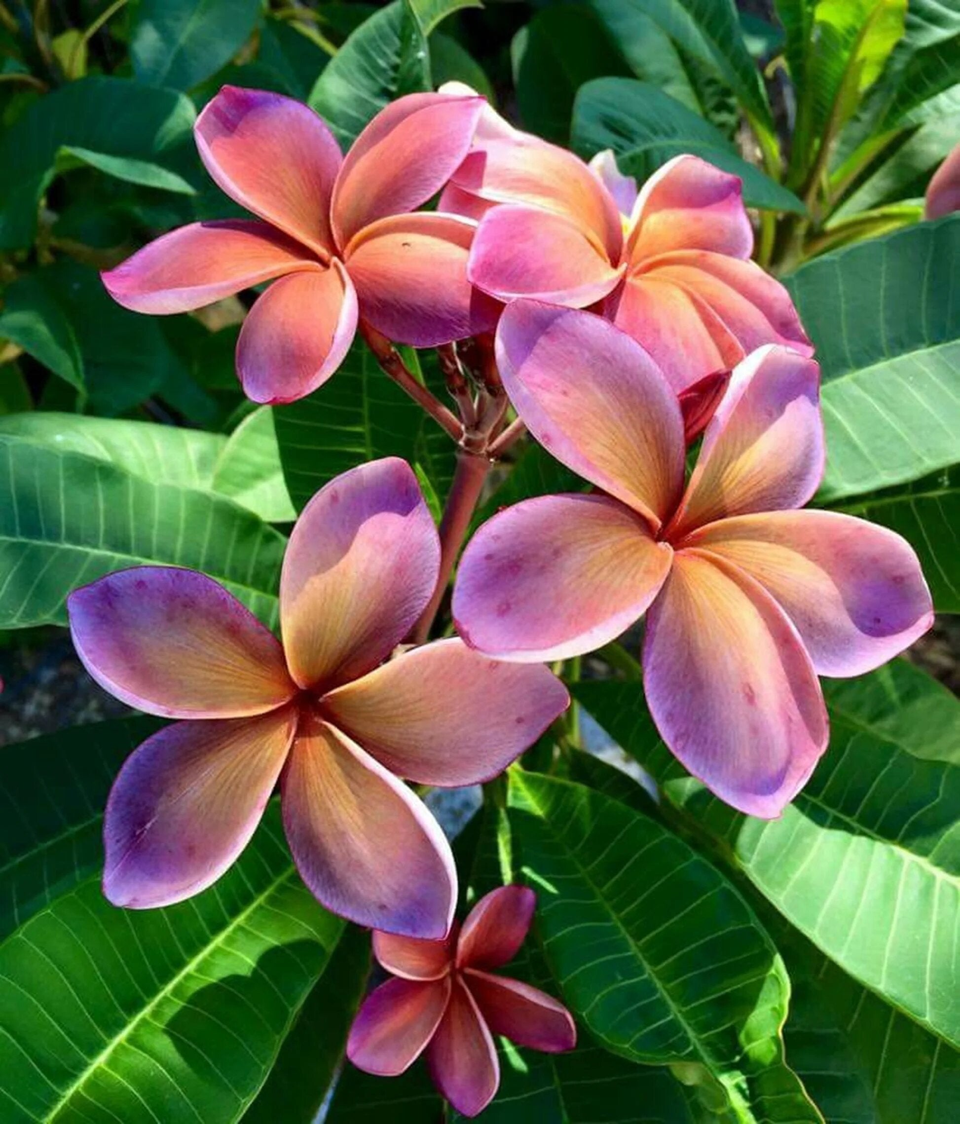 Plumeria Flower Seeds