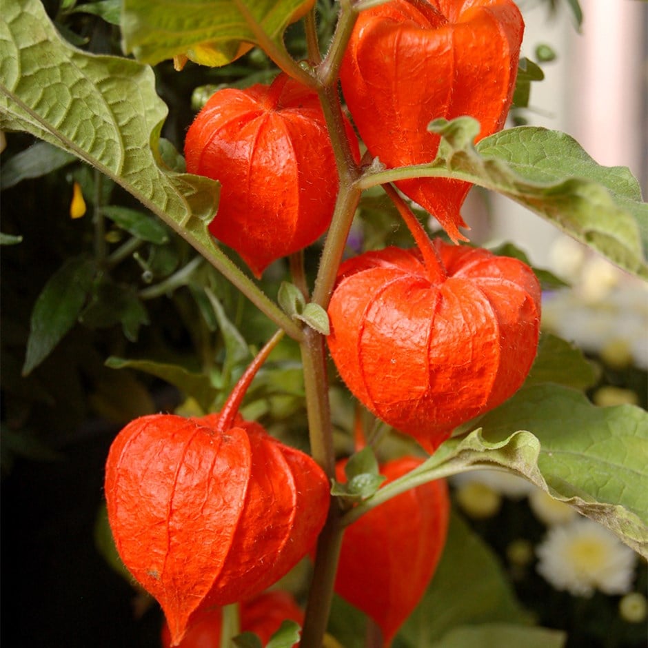 Physalis Alkekengi Unique Decorative Edible Fruit Seeds
