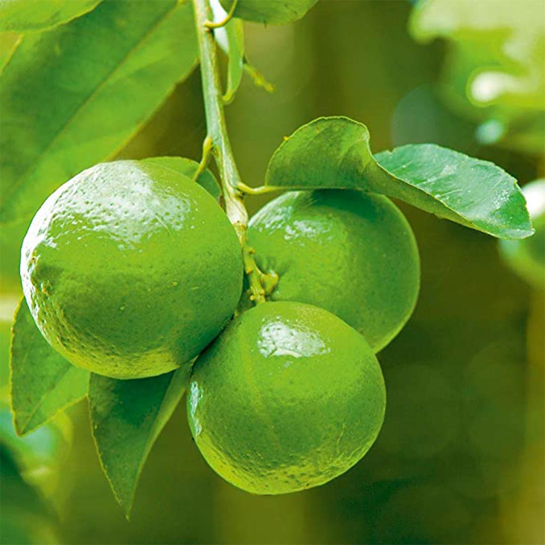 Seedless Or Low Lemons Fruit High Quality Variety Your Fruit Seeds