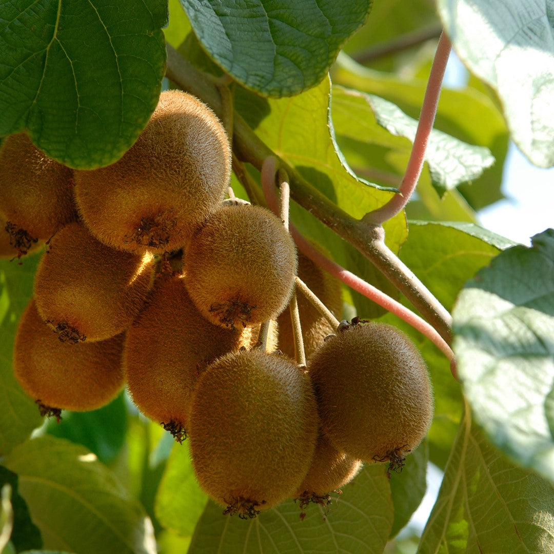 golden kiwi fruit for planting a Fruit Seeds