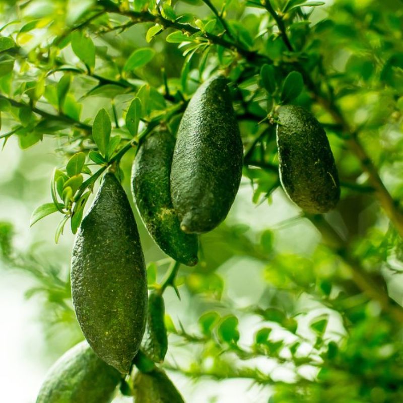 Emerald Green Finger Lime Plant Cultivating And Tangy Limes Fruit Seeds
