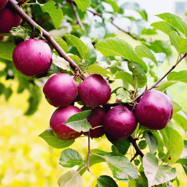 Purple Apple Fruit Seeds