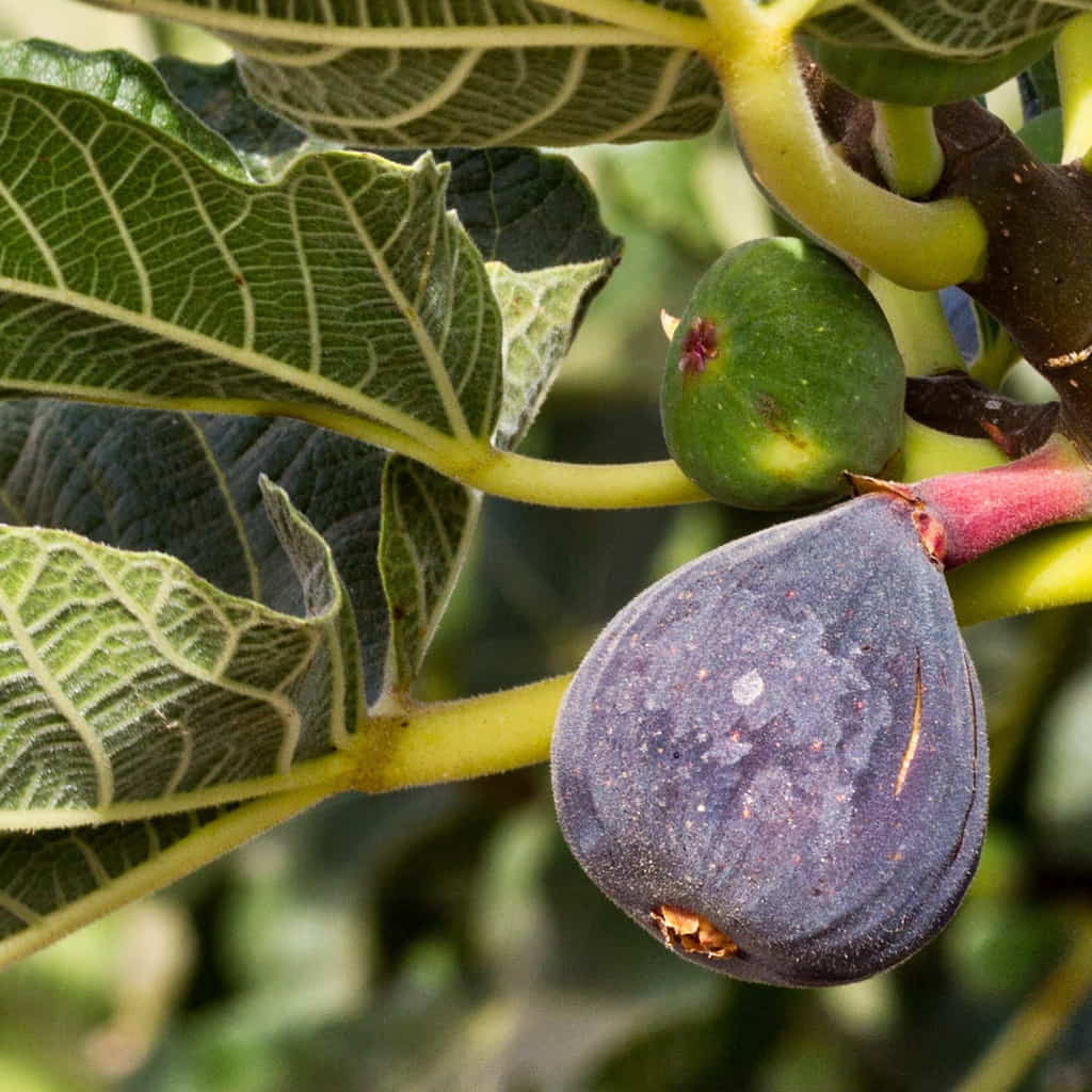 brown turkey fig fruit tree for Fruit Seeds