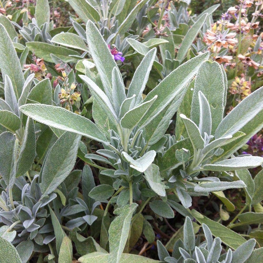 Giant Sage Plant Seeds Green herb seeds - sustainable gardening, high germination garden seeds