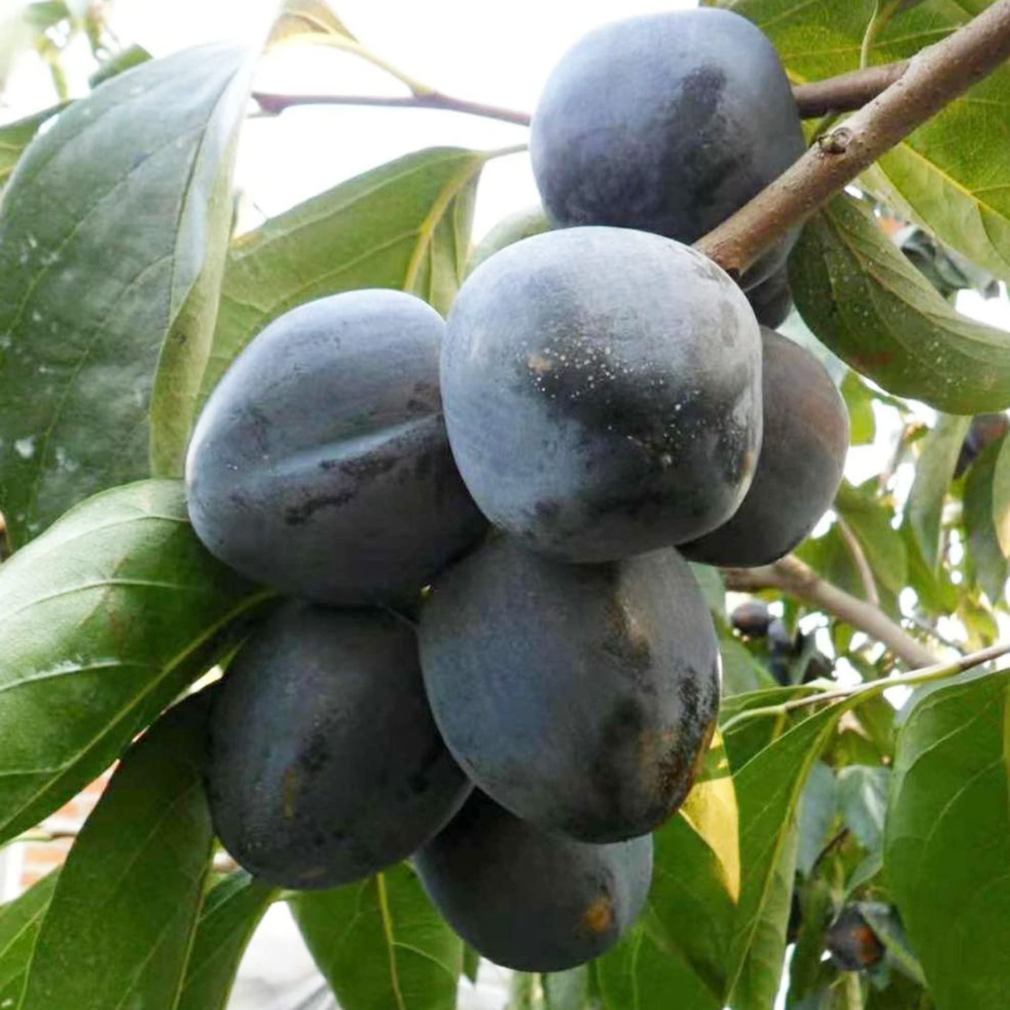 Digyna Fruit Sweet And Exotic Trees Fruit Seeds