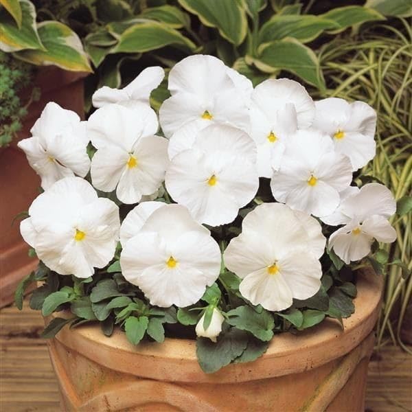 White Giant Petunia Flower Seeds