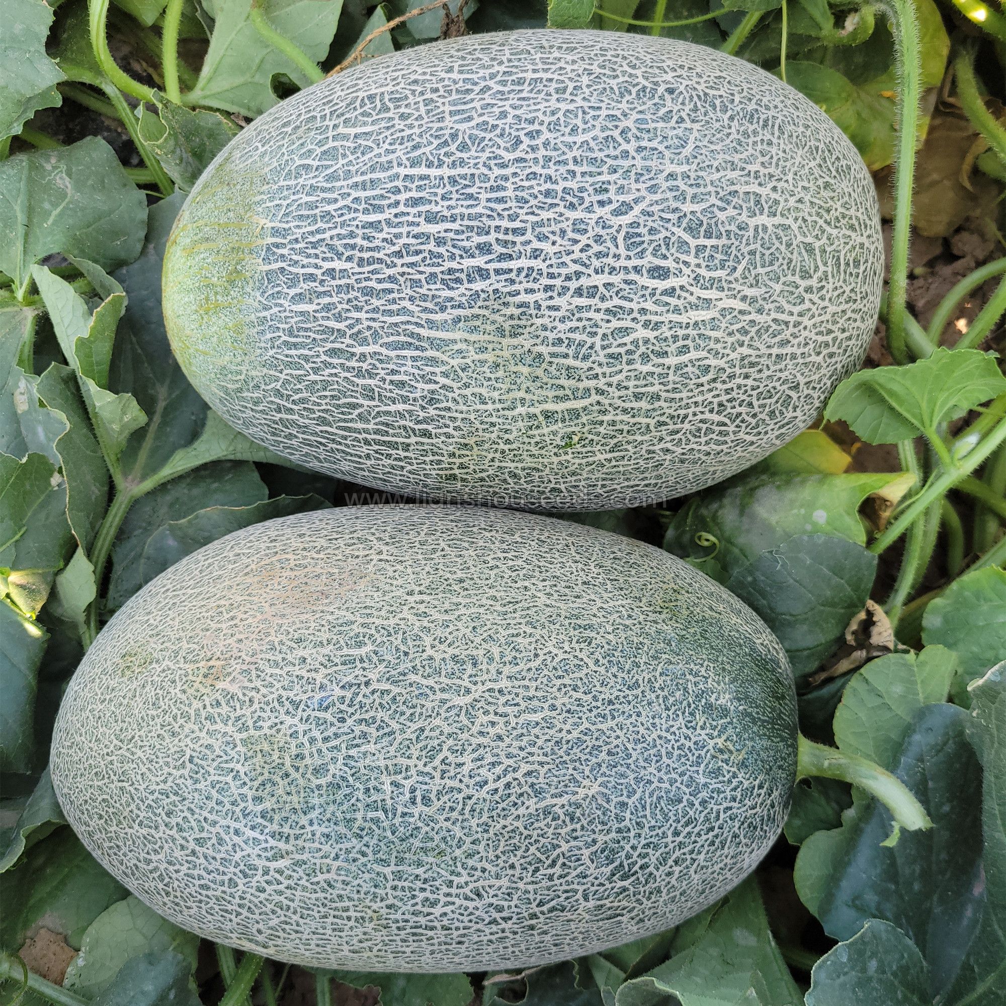 Green Hami Melon Fruit Seeds