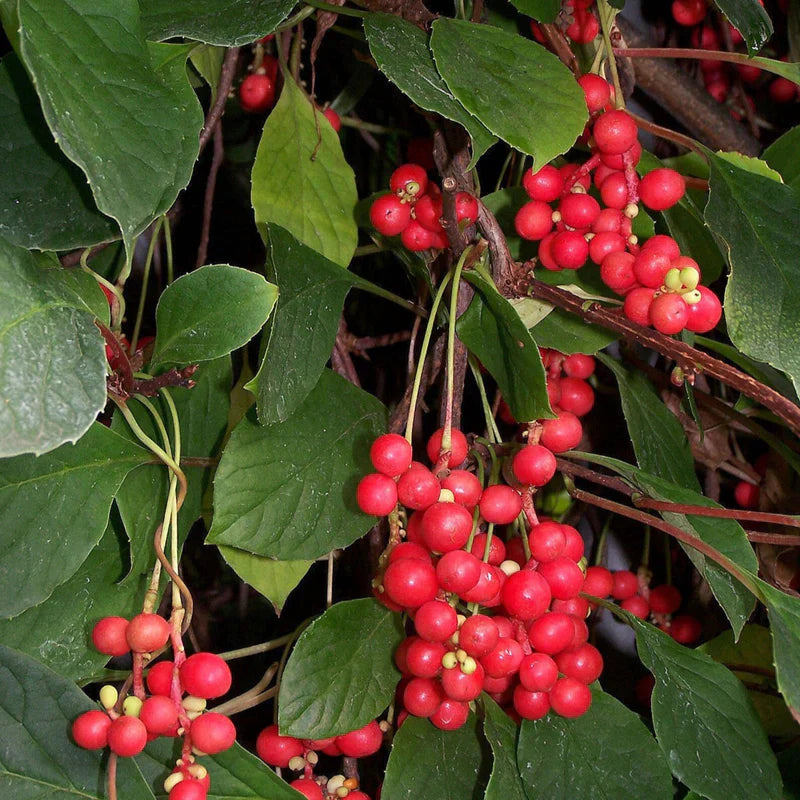 Schisandra Fruit Adaptogenic And Flavorful Fruits Fruit Seeds