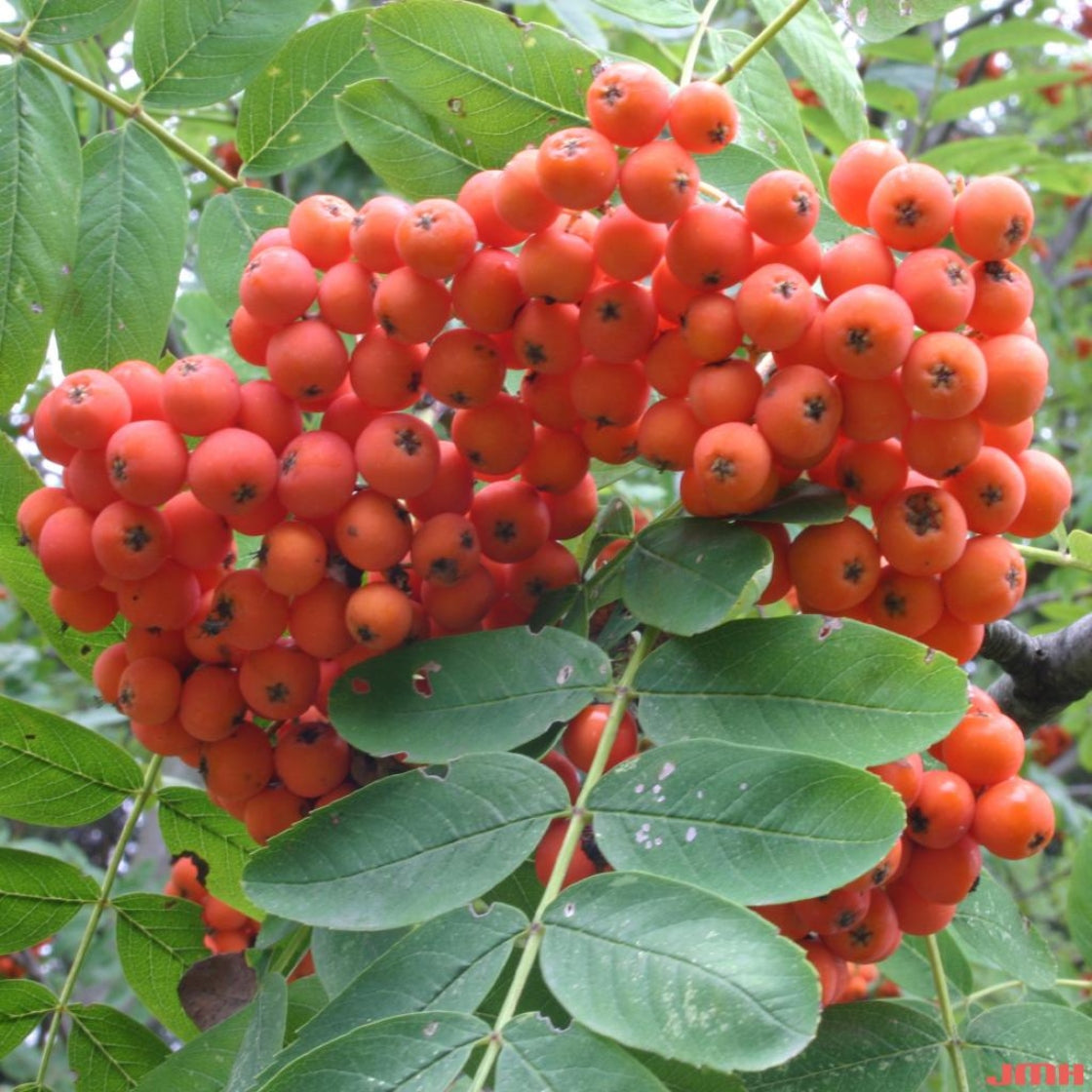 sorbus aucuparia rowan european mountain ash fruit for planting ideal garden growth heirloom Fruit seeds