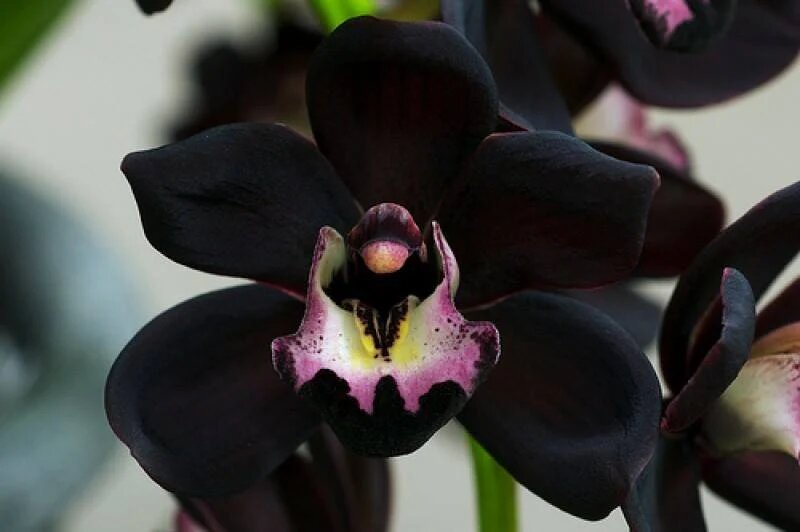 Black Cymbidium Flower Seeds - Heirloom Non GMO High Germination Premium Garden Seeds for Planting