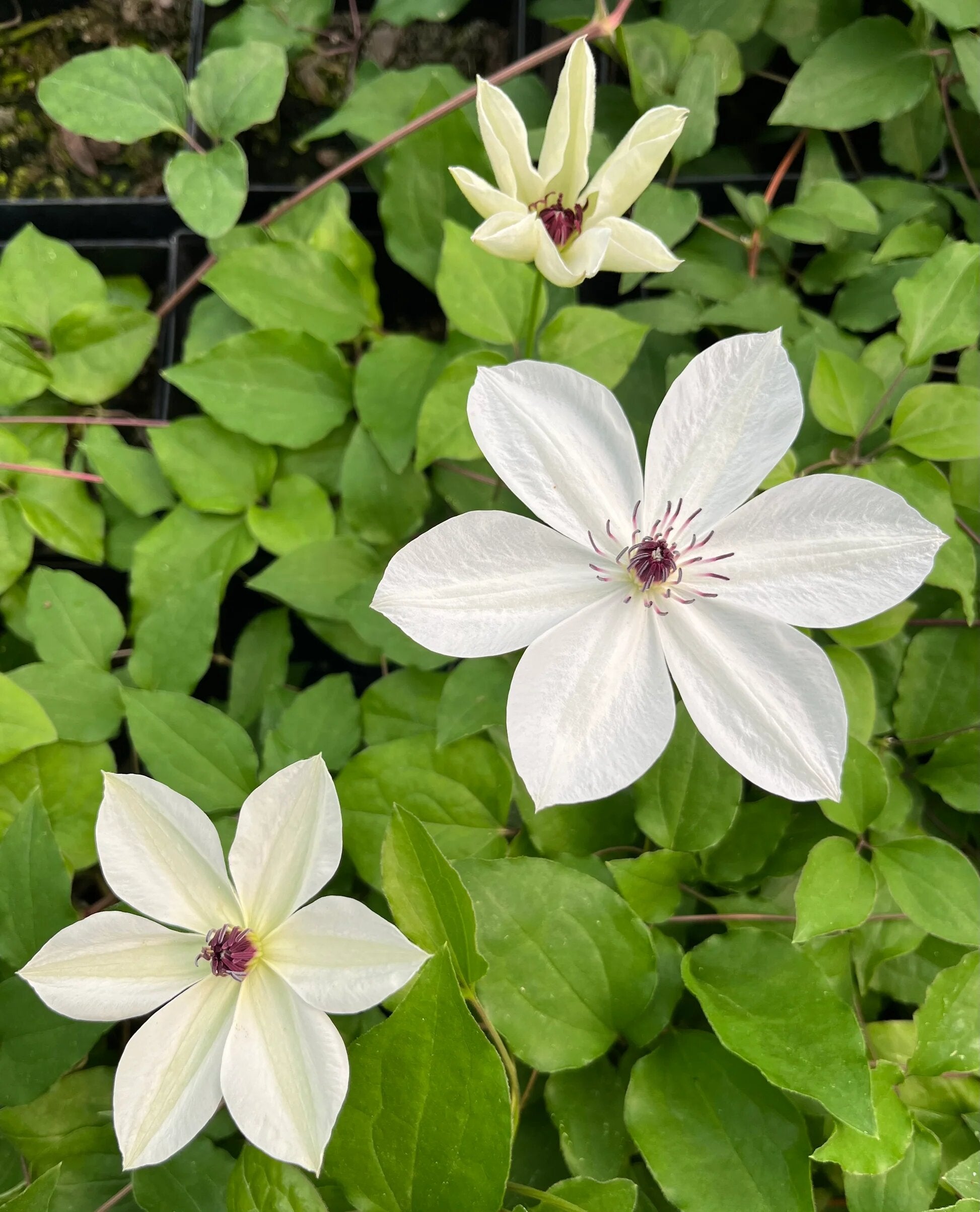 White Clematis Flower Seeds