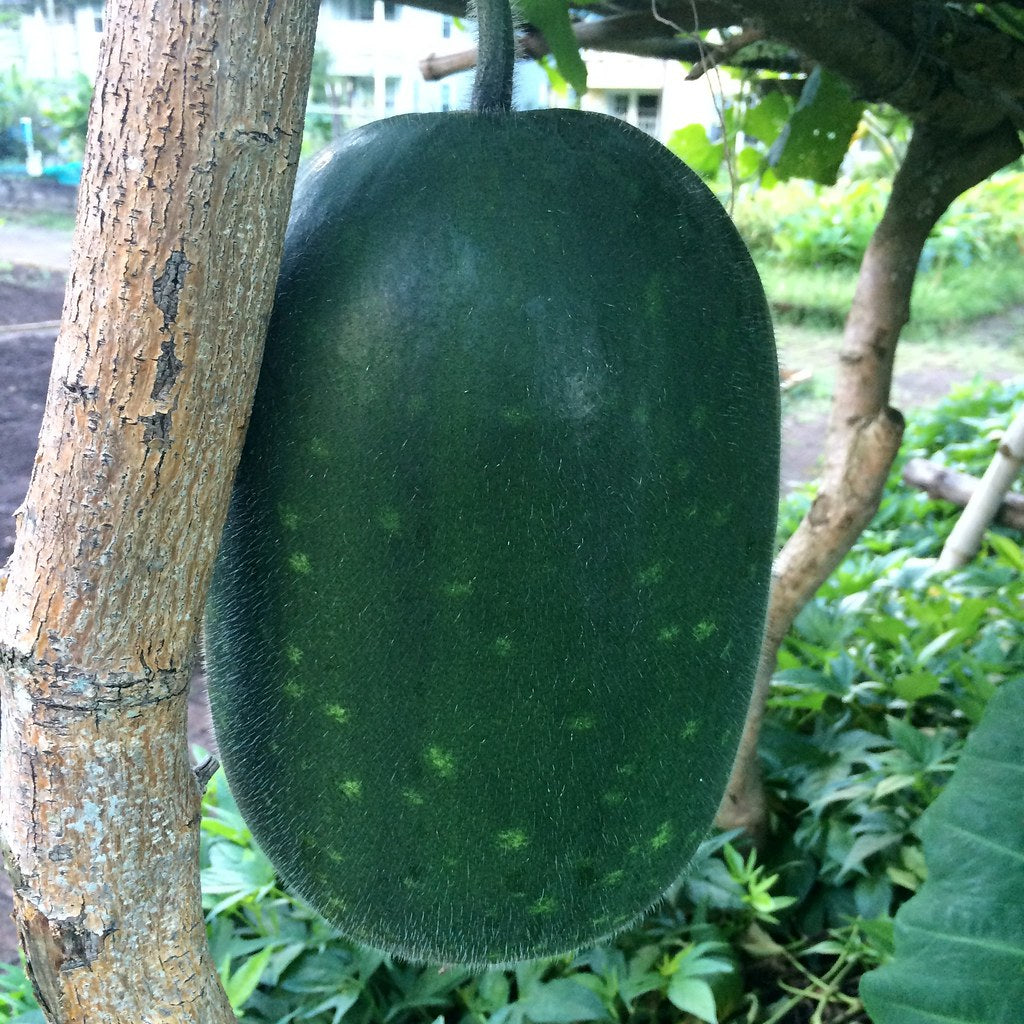super big winter melon high yield Fruit Seeds