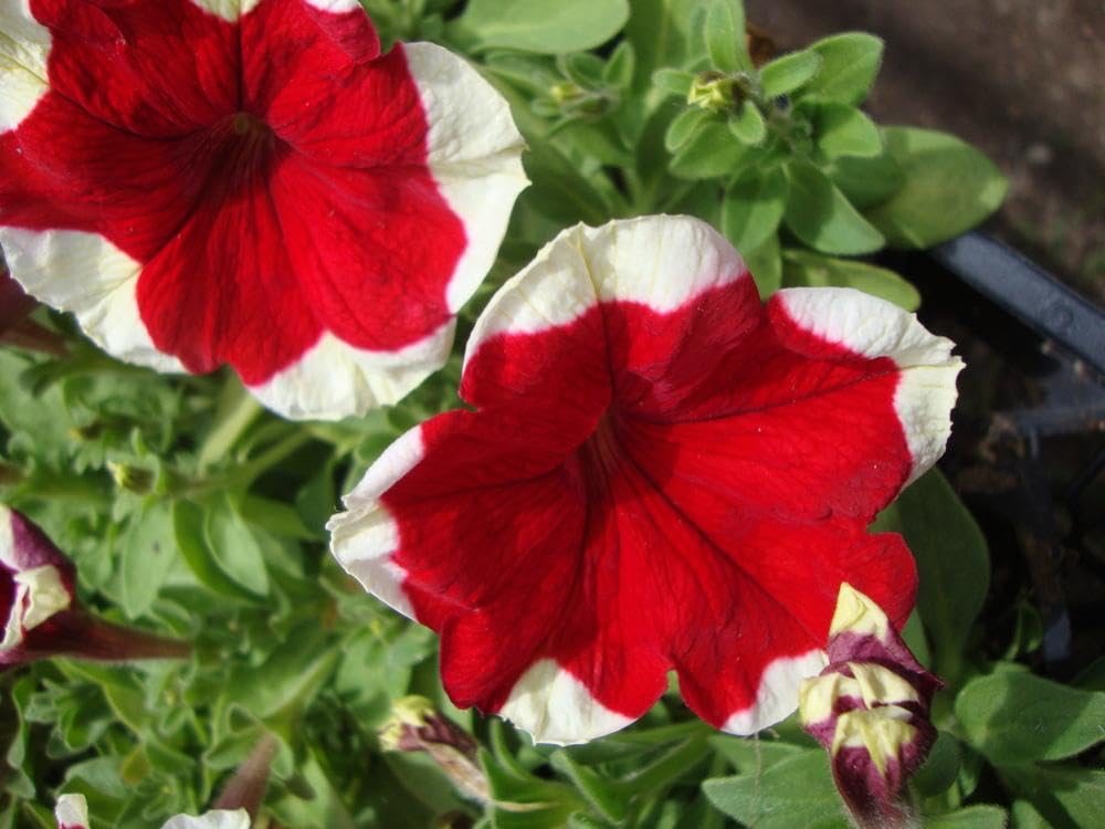 Red Giant Petunia Flower Seeds