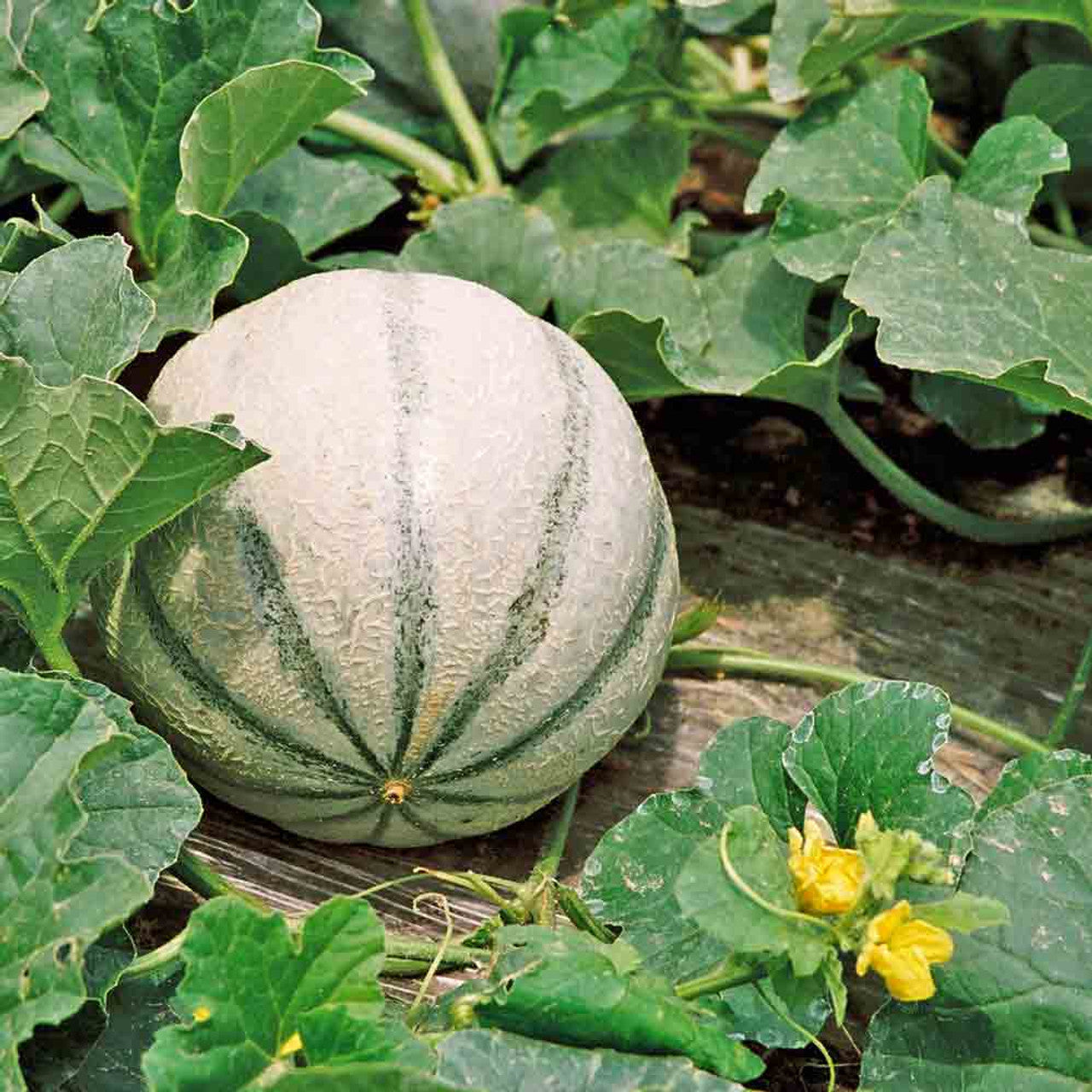 Melon Fruit Sweet And Juicy Melons Your Fruit Seeds