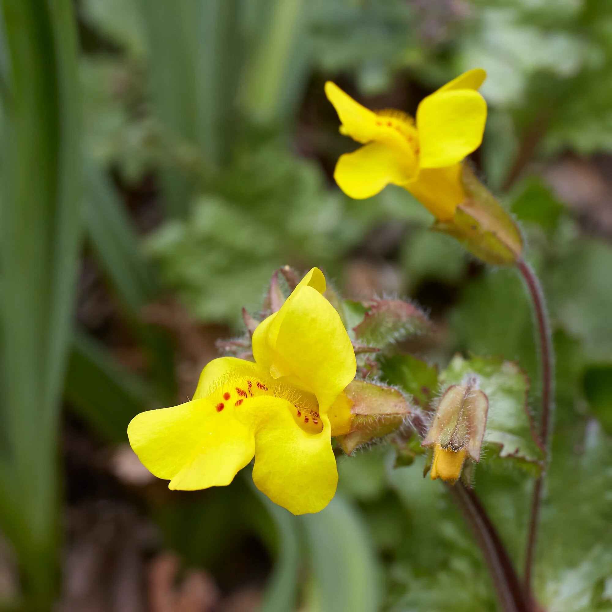 Yellow Mimulus Flower Seeds – Rare Blooming Plants for Balcony and Outdoor Gardens