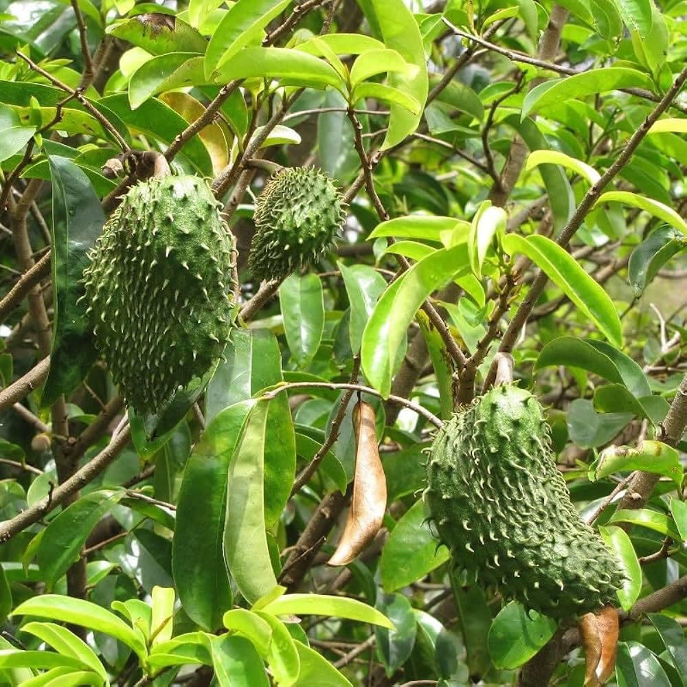 Guanabana Fruit Collection Tropical Delight Fruit Seeds