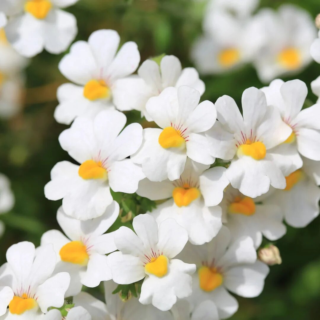 White Nemesia Flower Seeds – Heirloom Non GMO High Germination Seeds