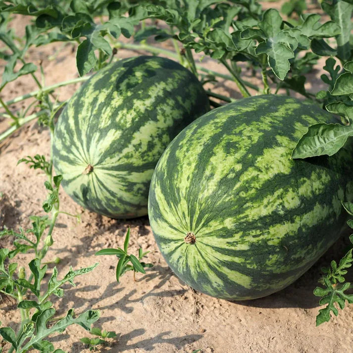 premium pink watermelon fruit for planting Fruit Seeds