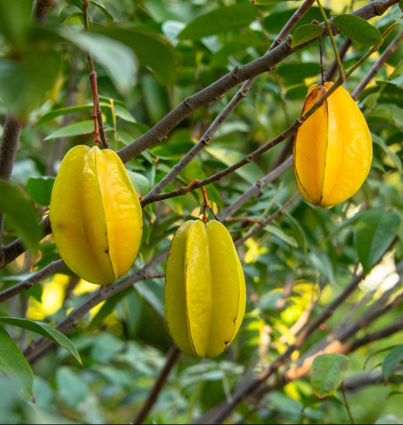Starfruit Sweet And Exotic Tropical Fruit Trees Fruit Seeds