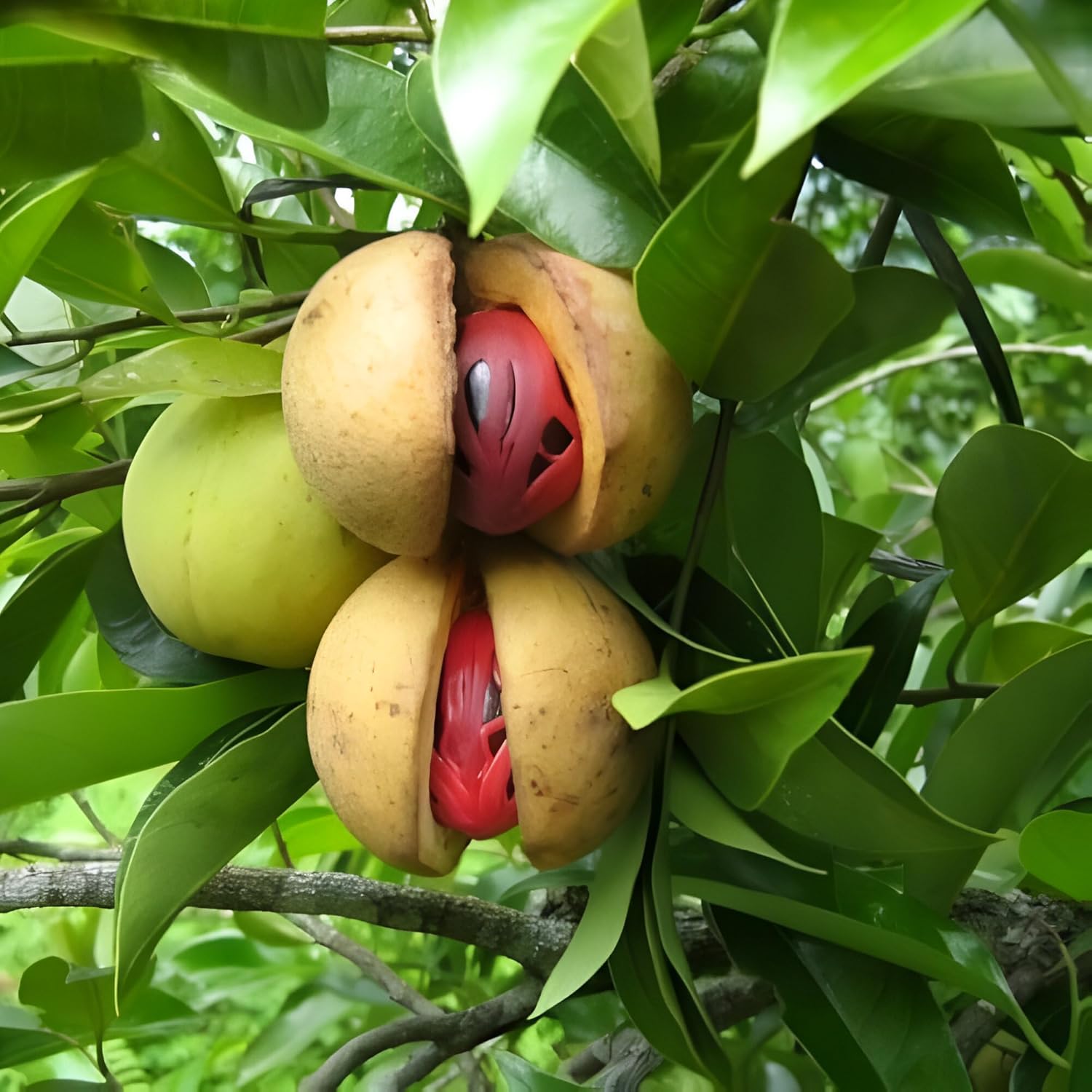 Nutmeg Myristica Aromatic Spicy Harvests Fruit Seeds