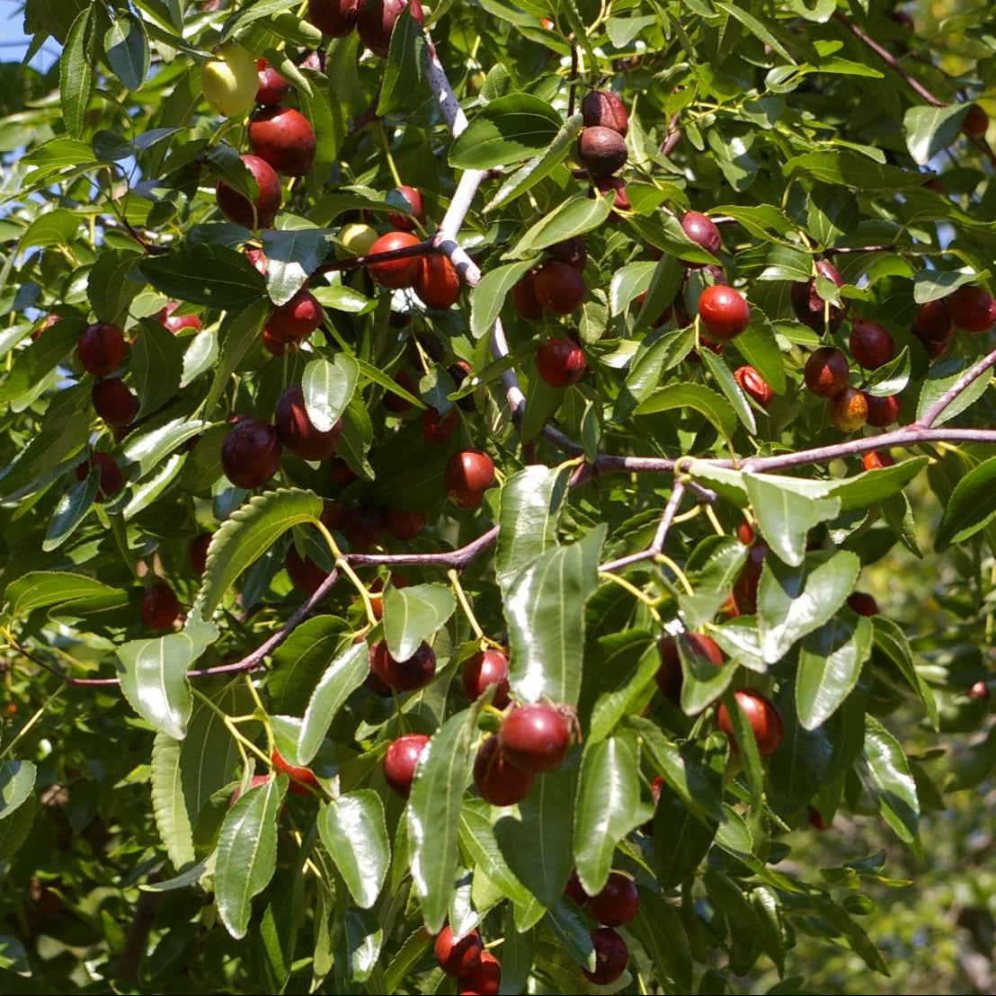 Sherwood Jujube Fruit Sweet And Nutritious Fruits Your Backyard Fruit Seeds