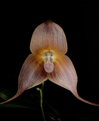 Brown Duck Orchid Flower Seeds - Heirloom Non GMO Premium Garden Seeds for Planting