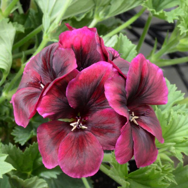 Chocolate Geranium Flower Seeds
