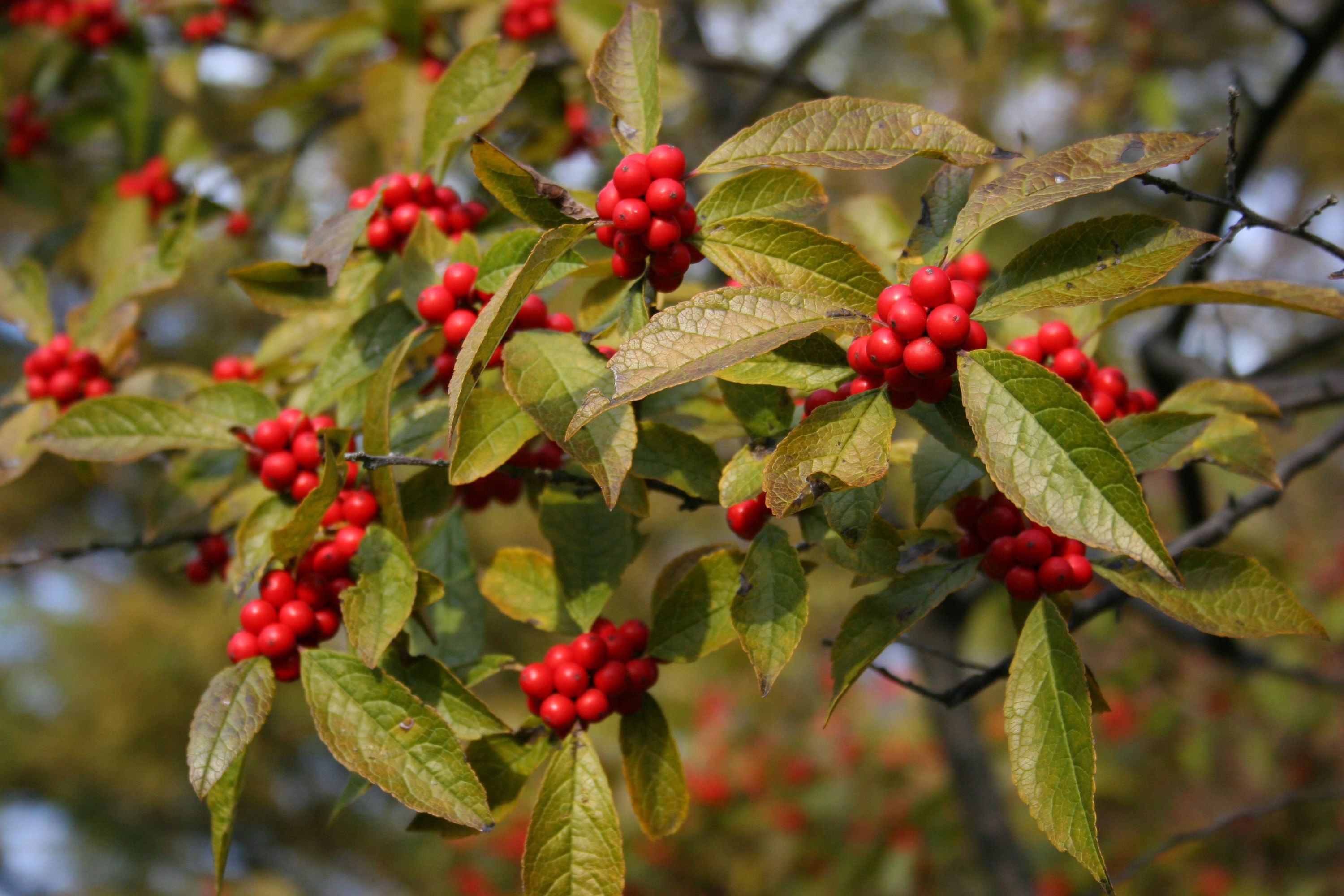 Decorative Winterberry Add Festive Charm Fruit Seeds